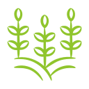 plants plants