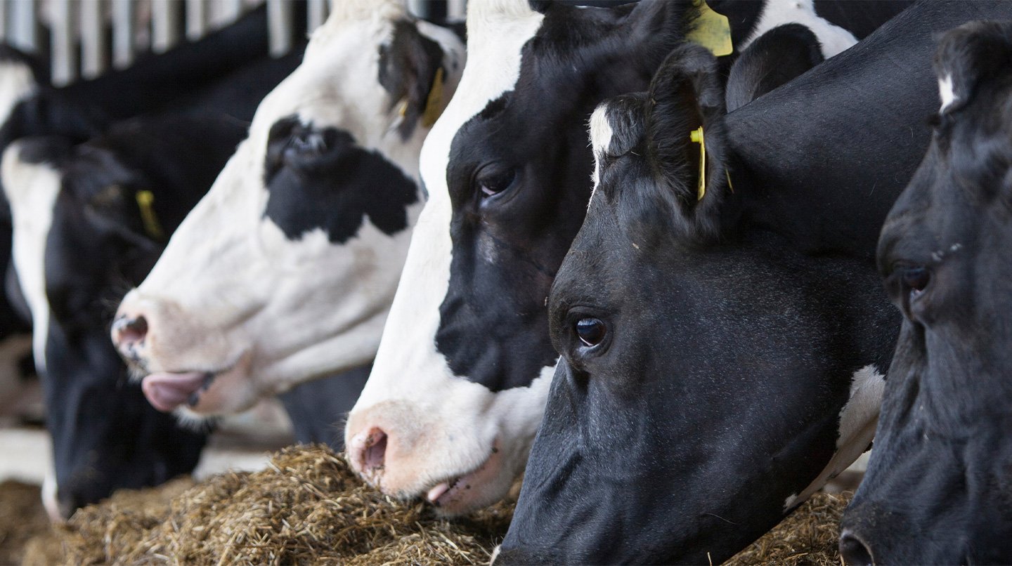 Dairy-Banner